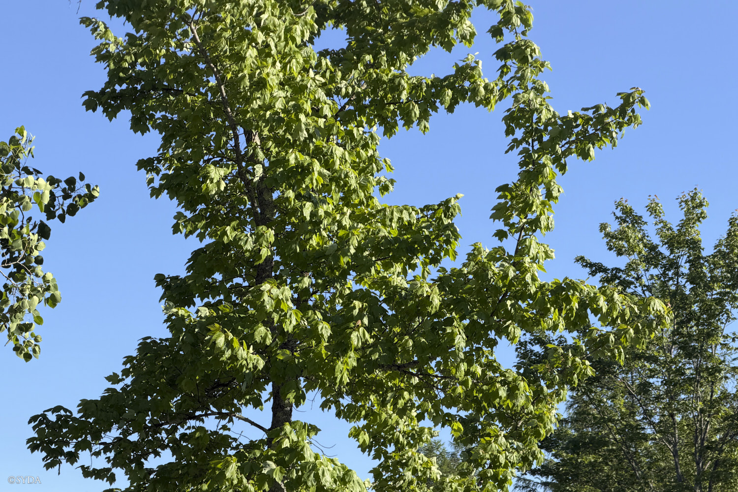 Nature Image