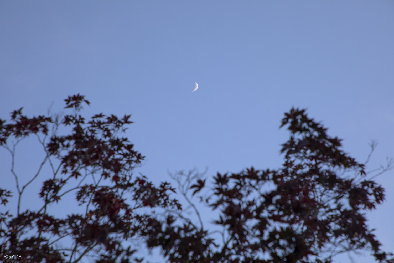 Nature Image
