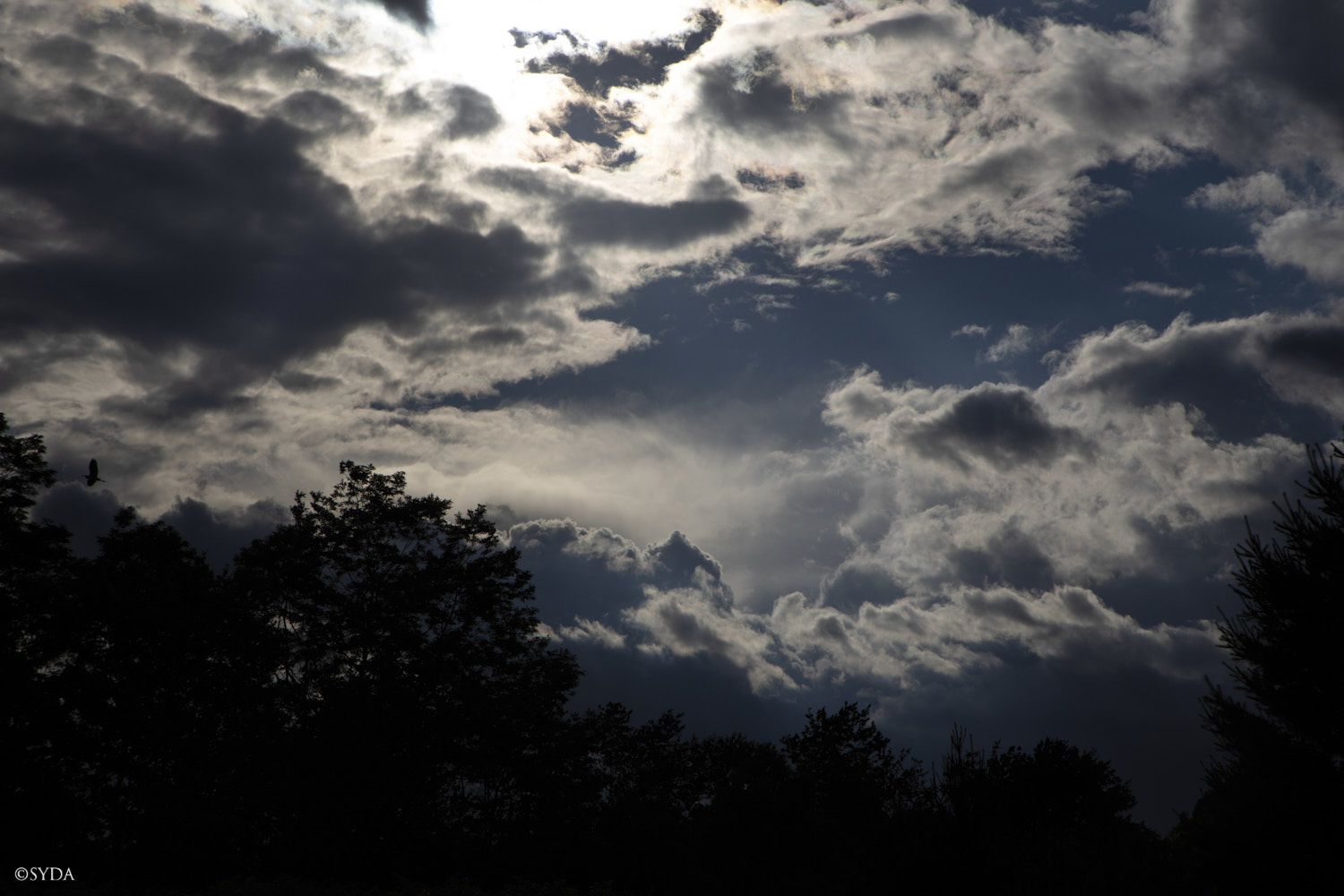 Nature Image