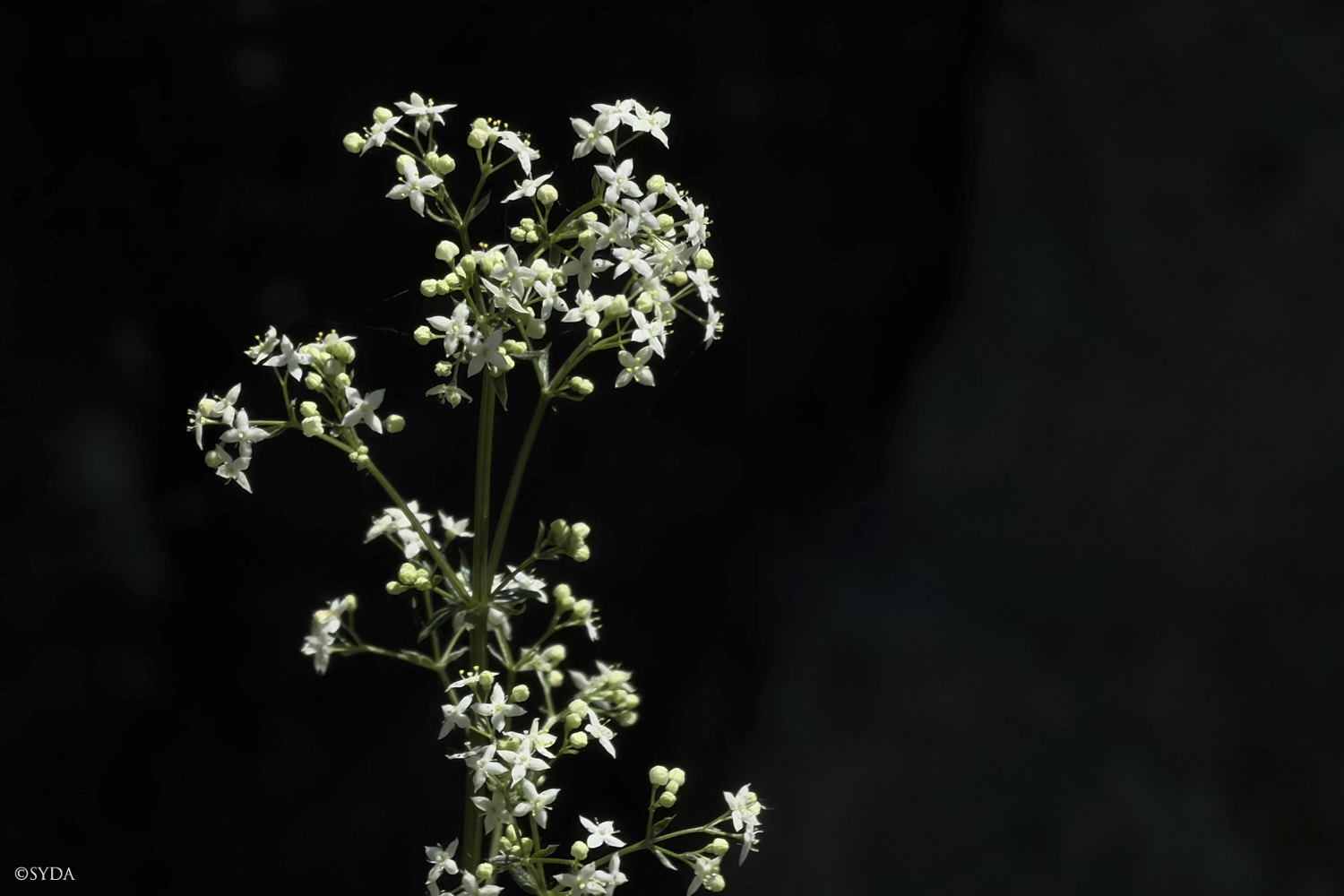 Nature Image