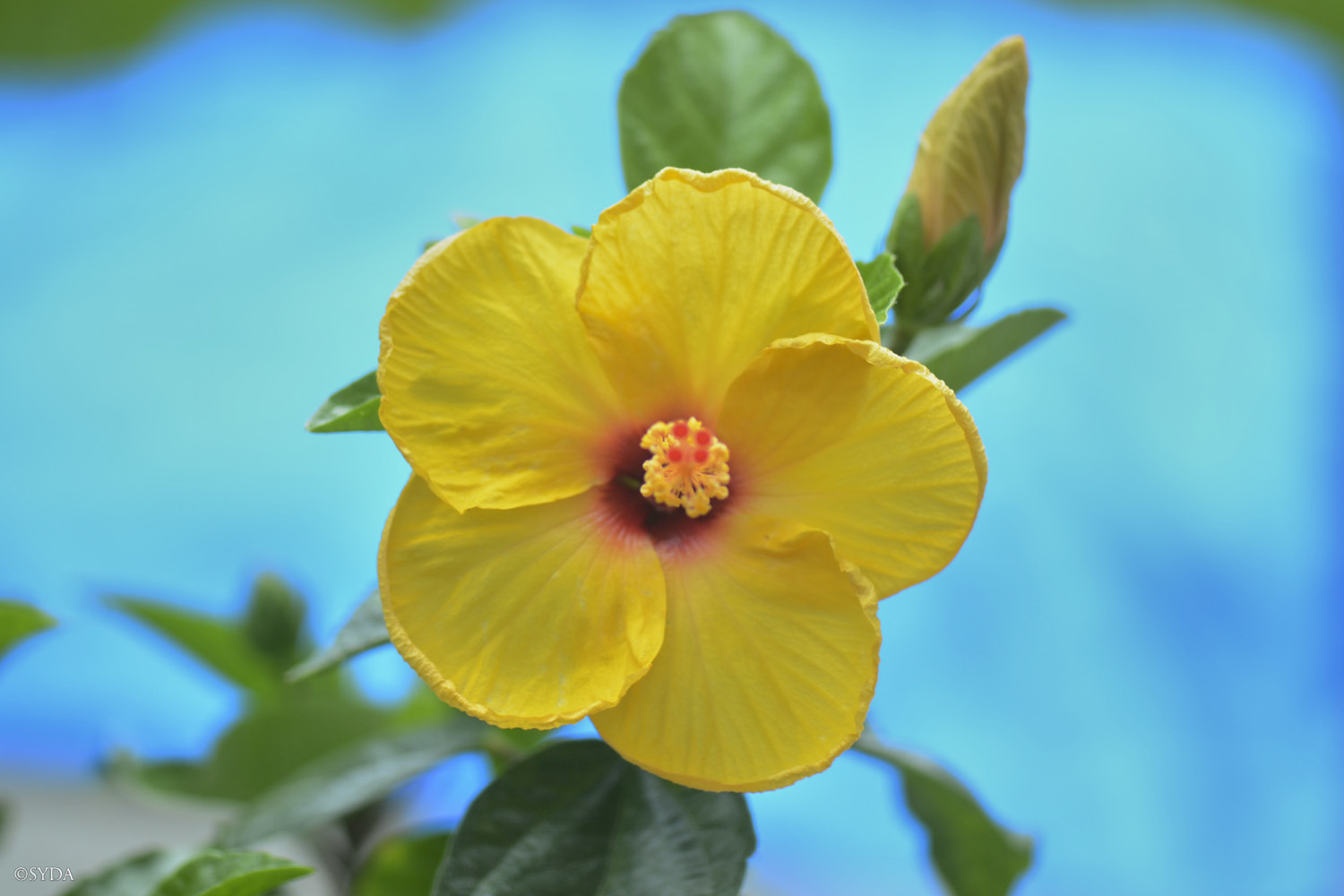 Nature Image