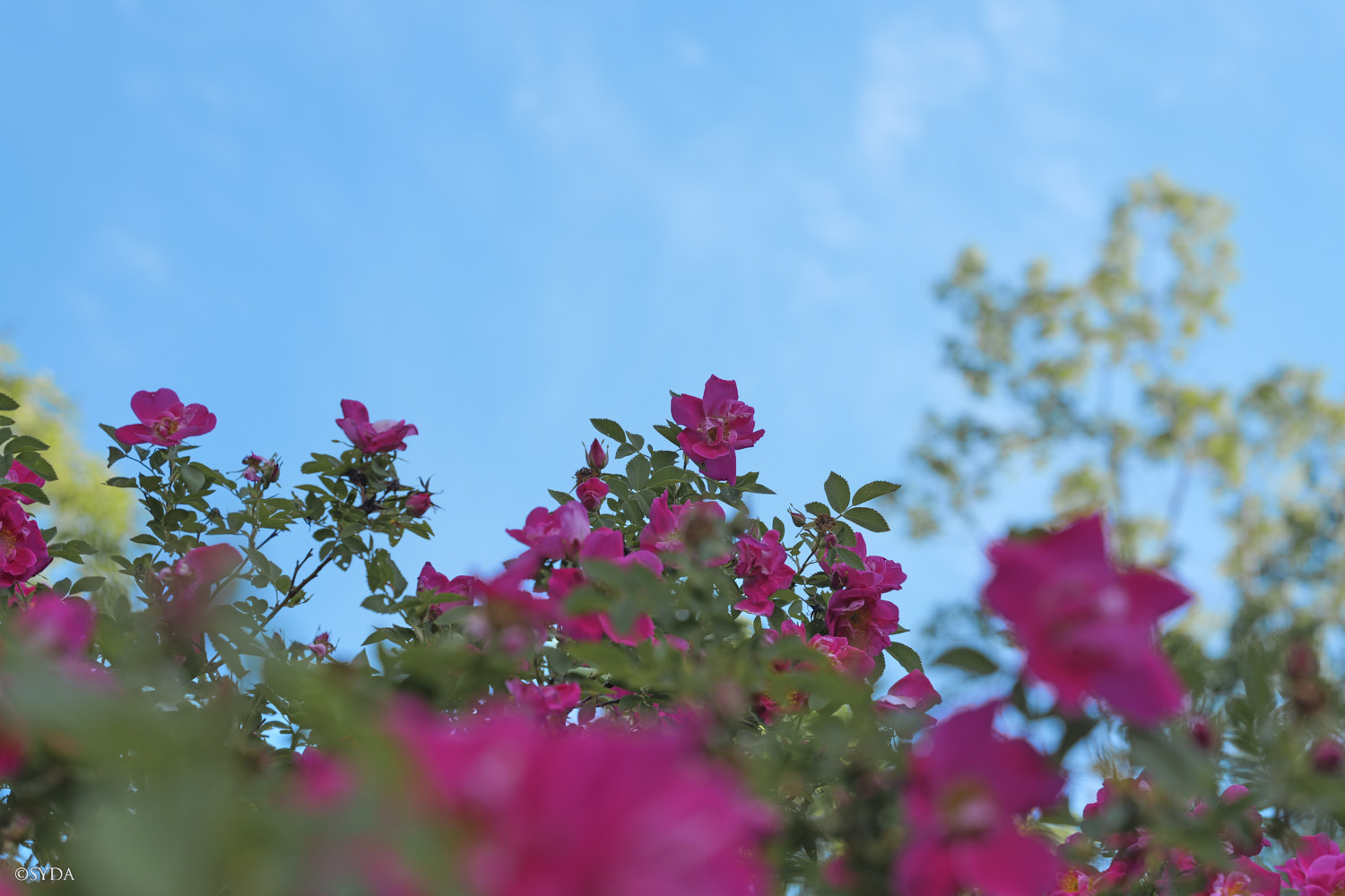 Nature Image