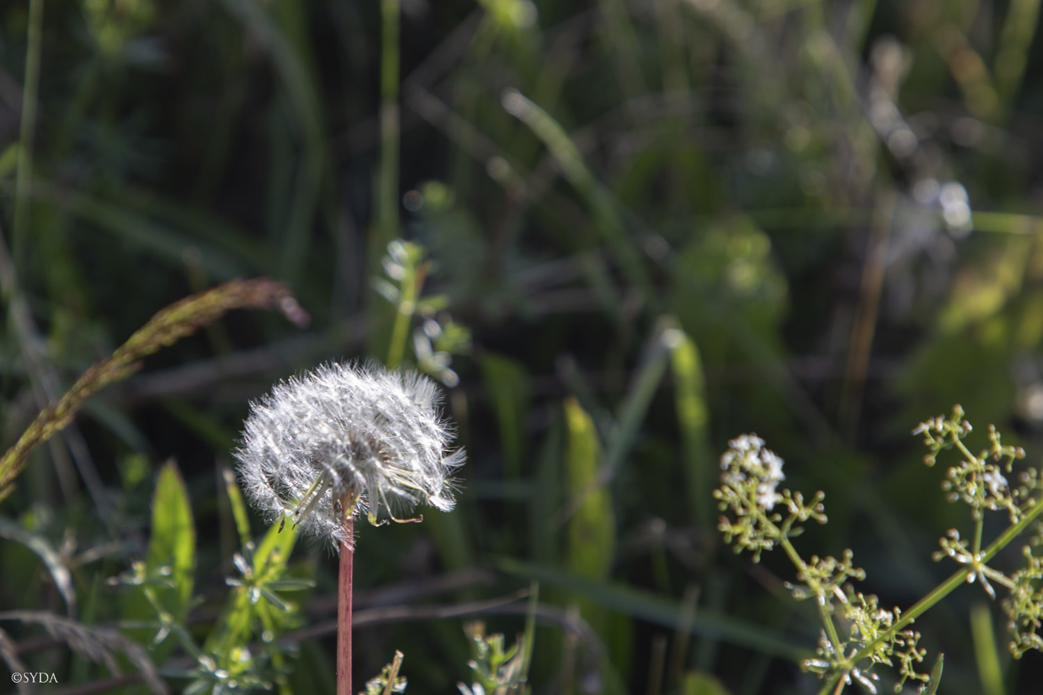 Nature Image