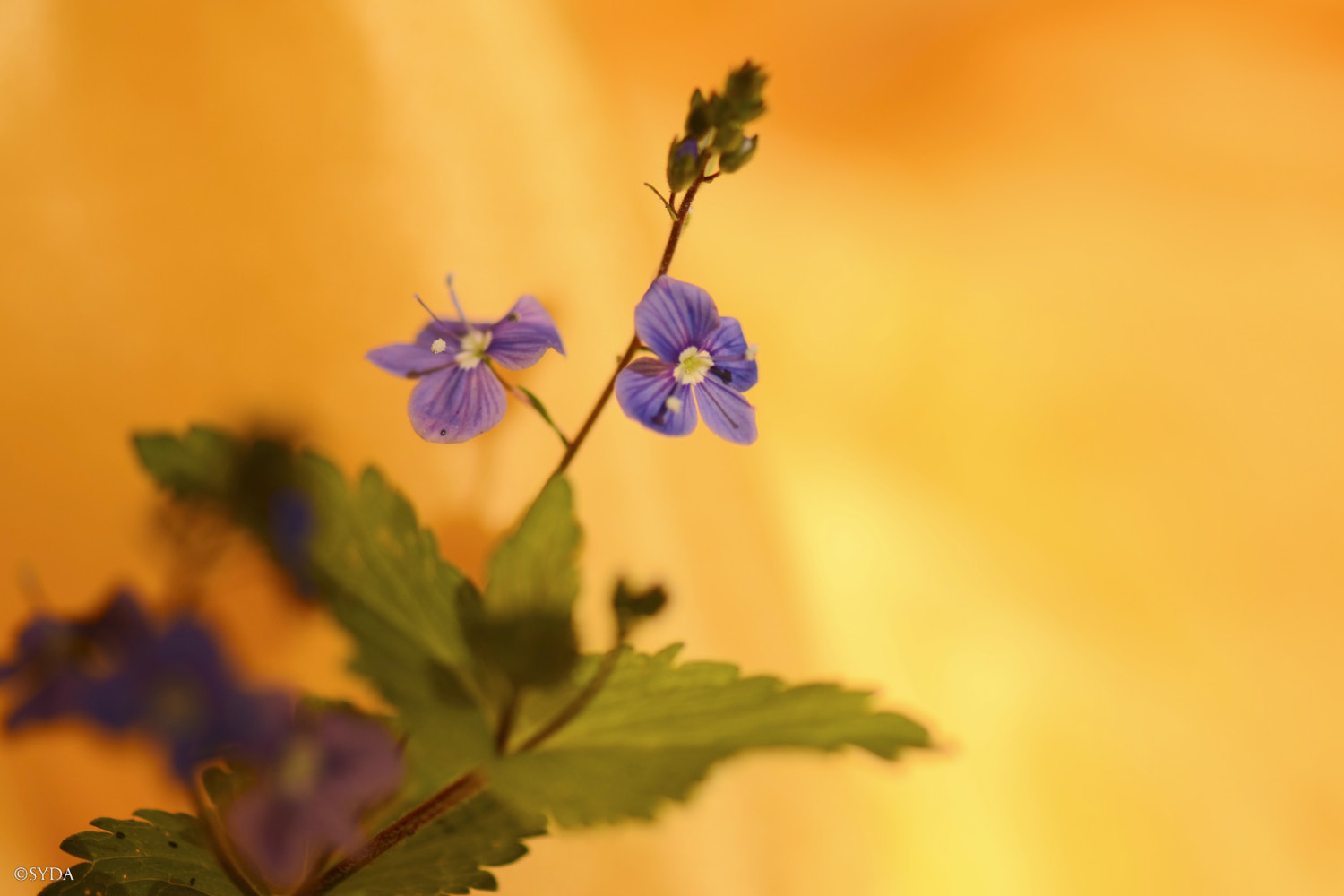 Nature Image