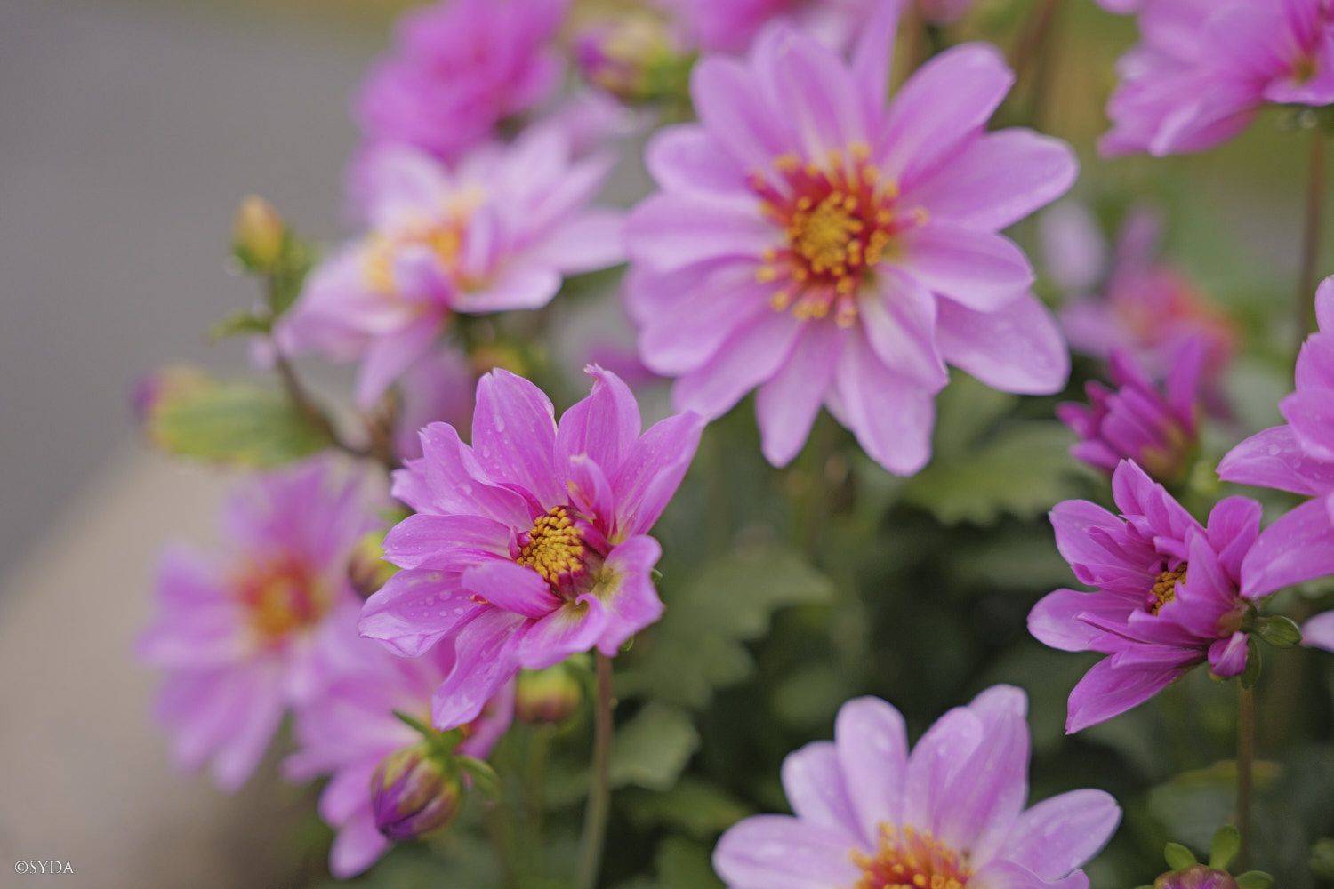 Nature Image