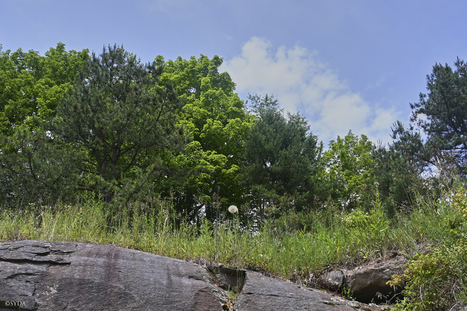 Nature Image