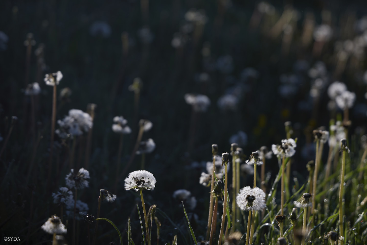 Nature Image