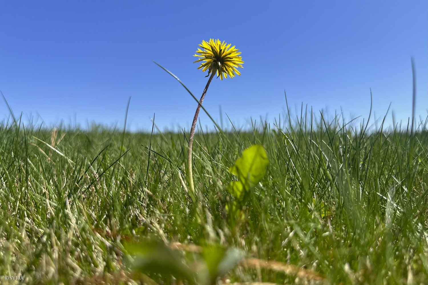 Nature Image