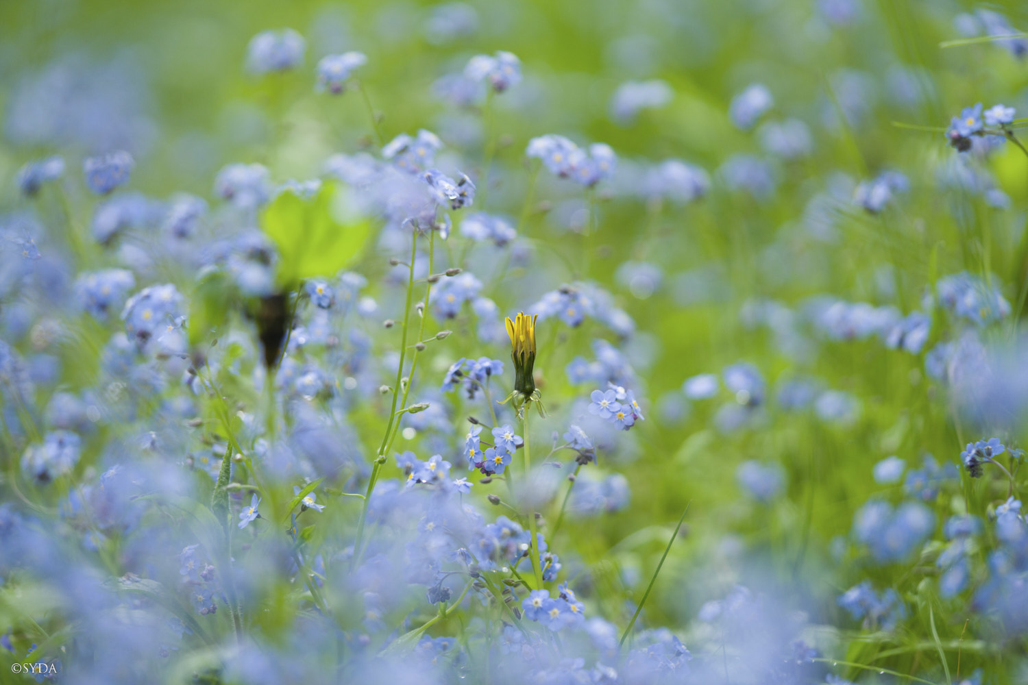 Nature Image