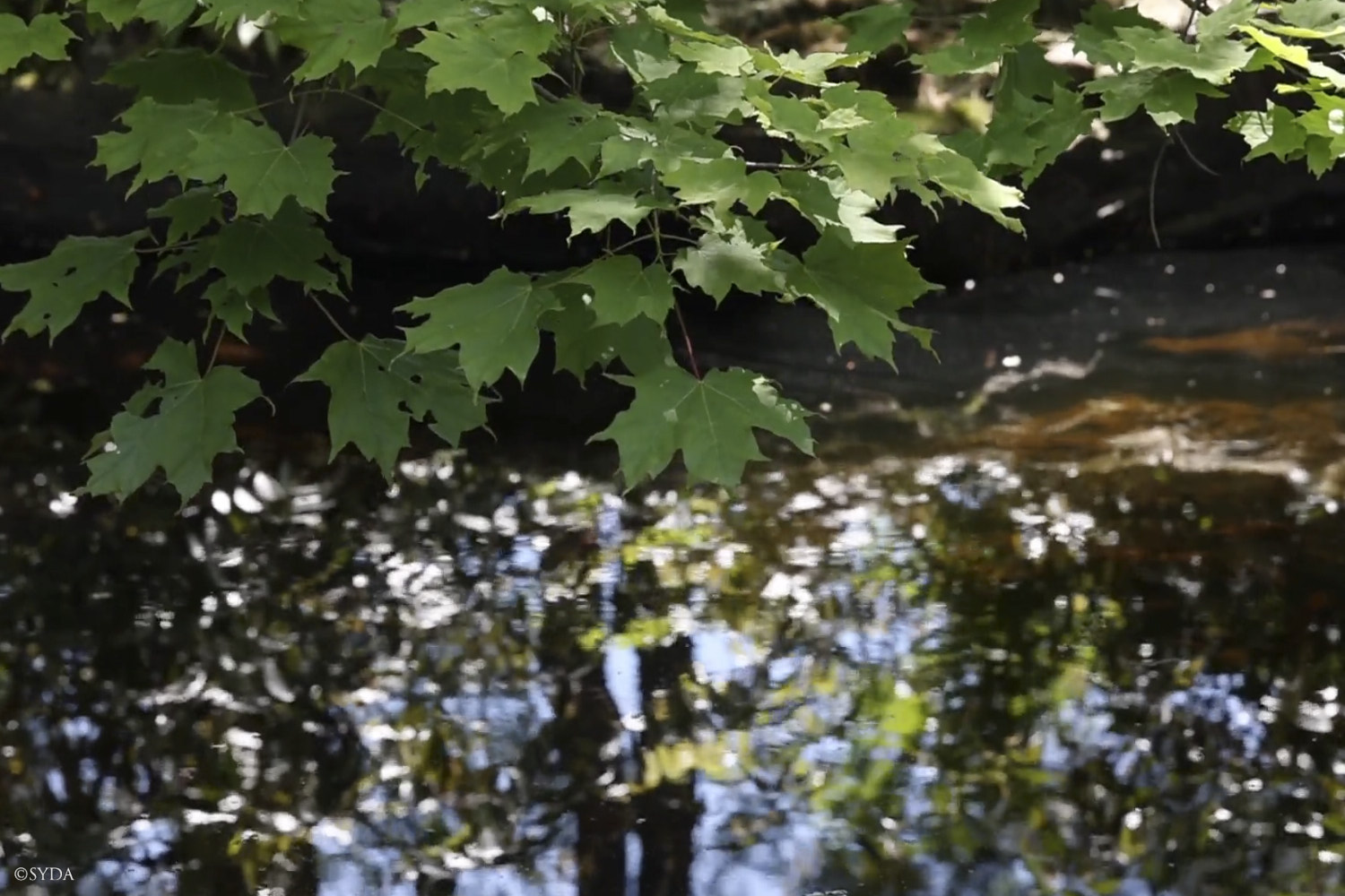 Nature Image