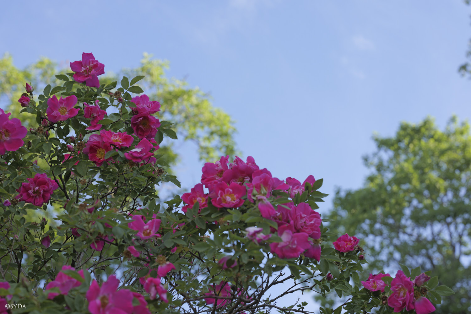 Nature Image