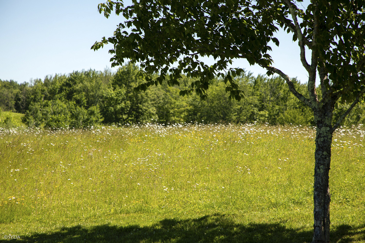 Nature Image
