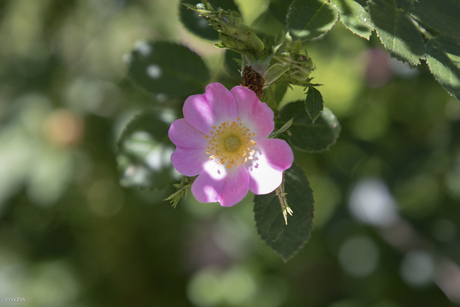 Nature Image