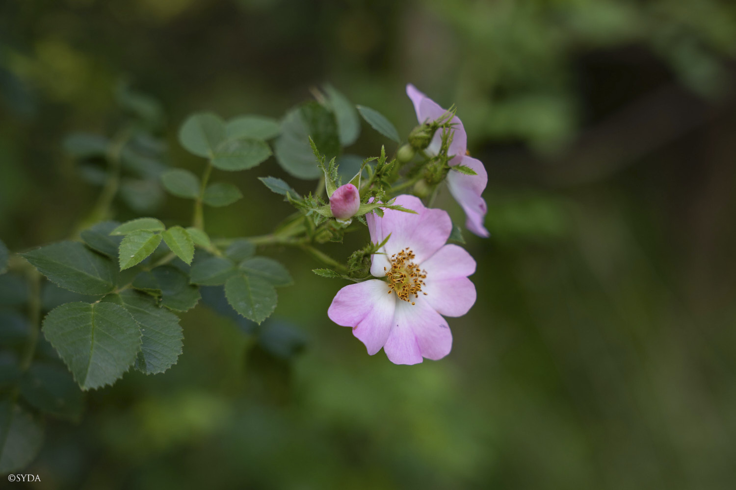 Nature Image