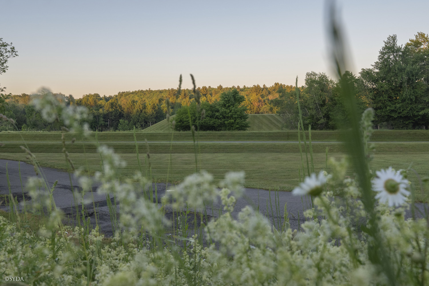 Nature Image