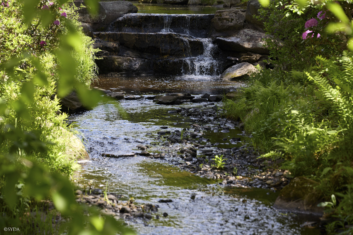 Nature Image