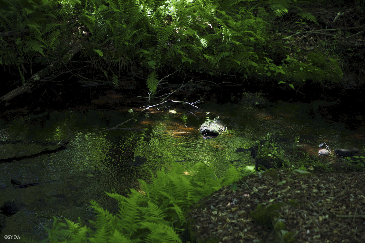 Nature Image