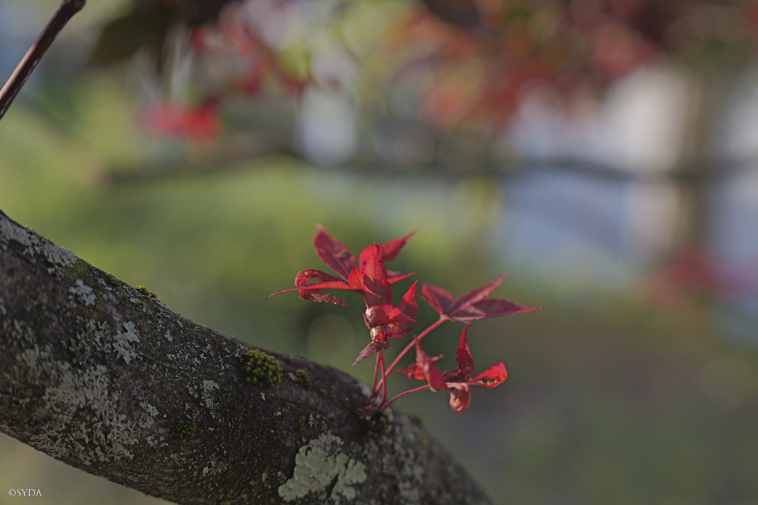 Nature Image