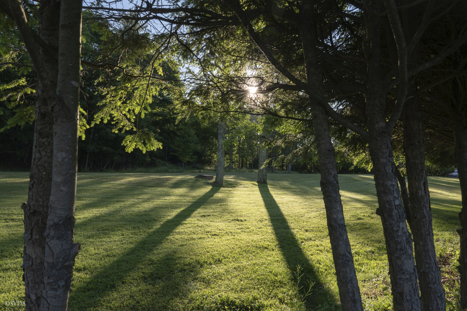 Nature Image