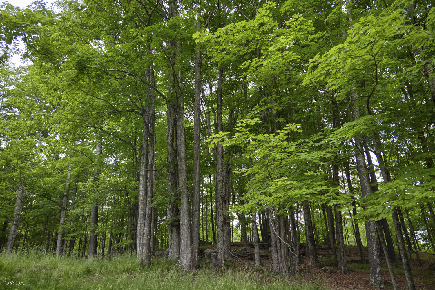 Nature Image