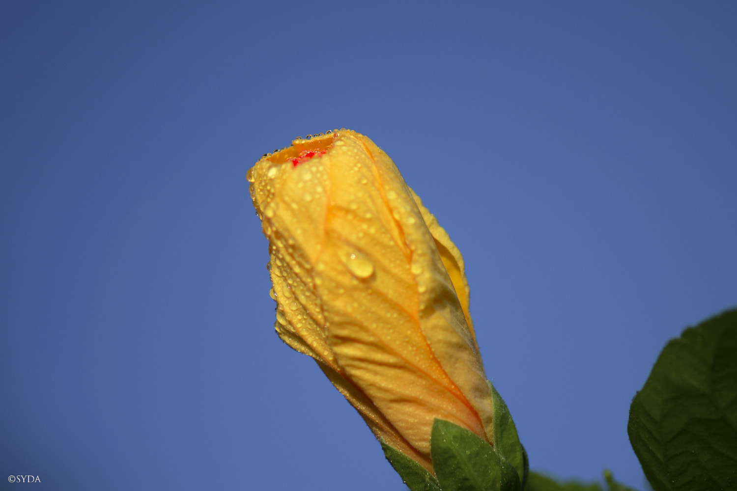 Nature Image