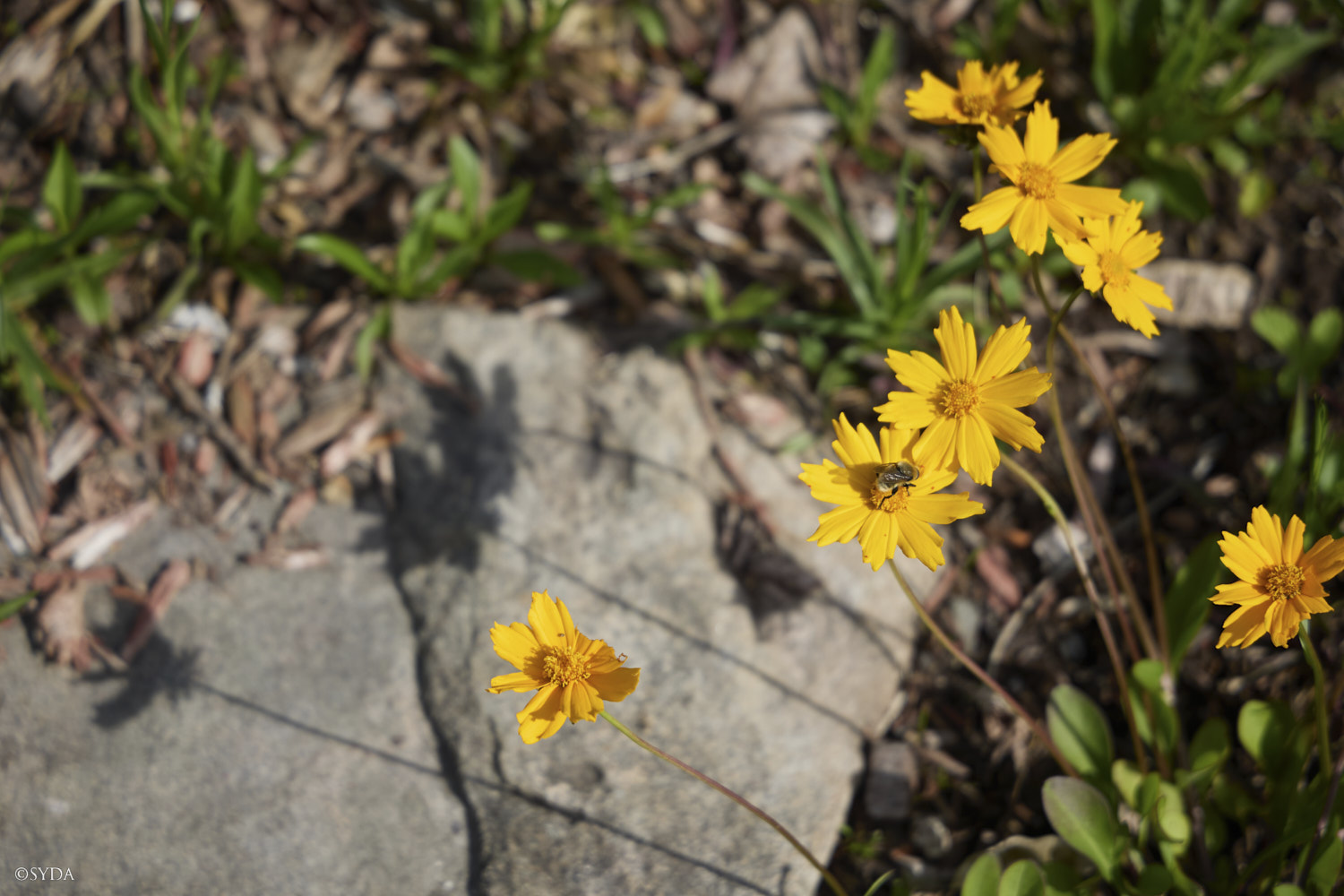 Nature Image