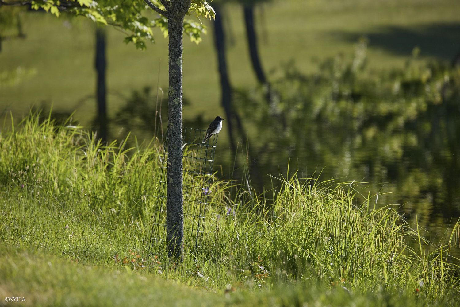 Nature Image