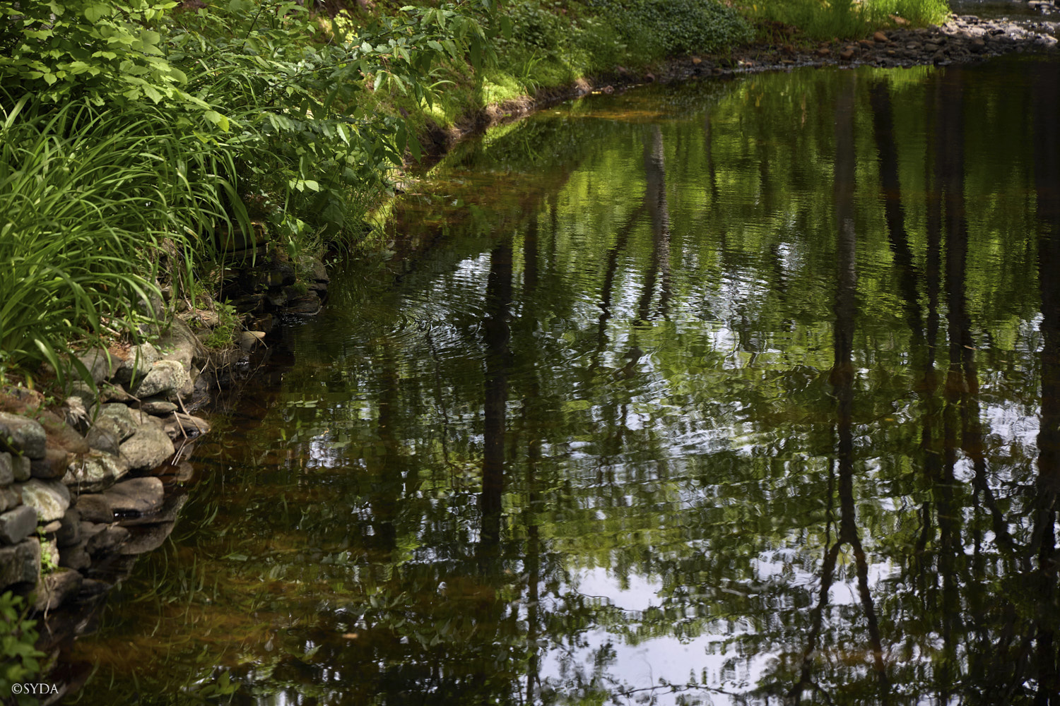 Nature Image