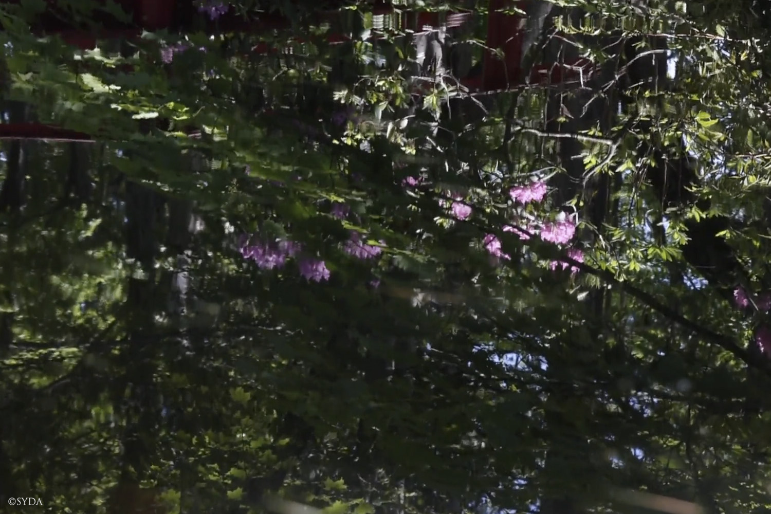 Nature Image
