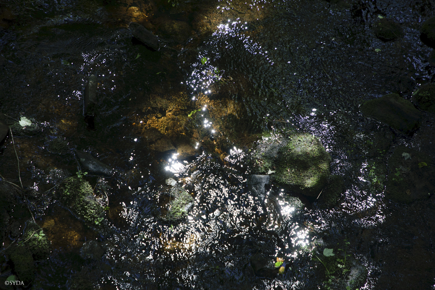 Nature Image