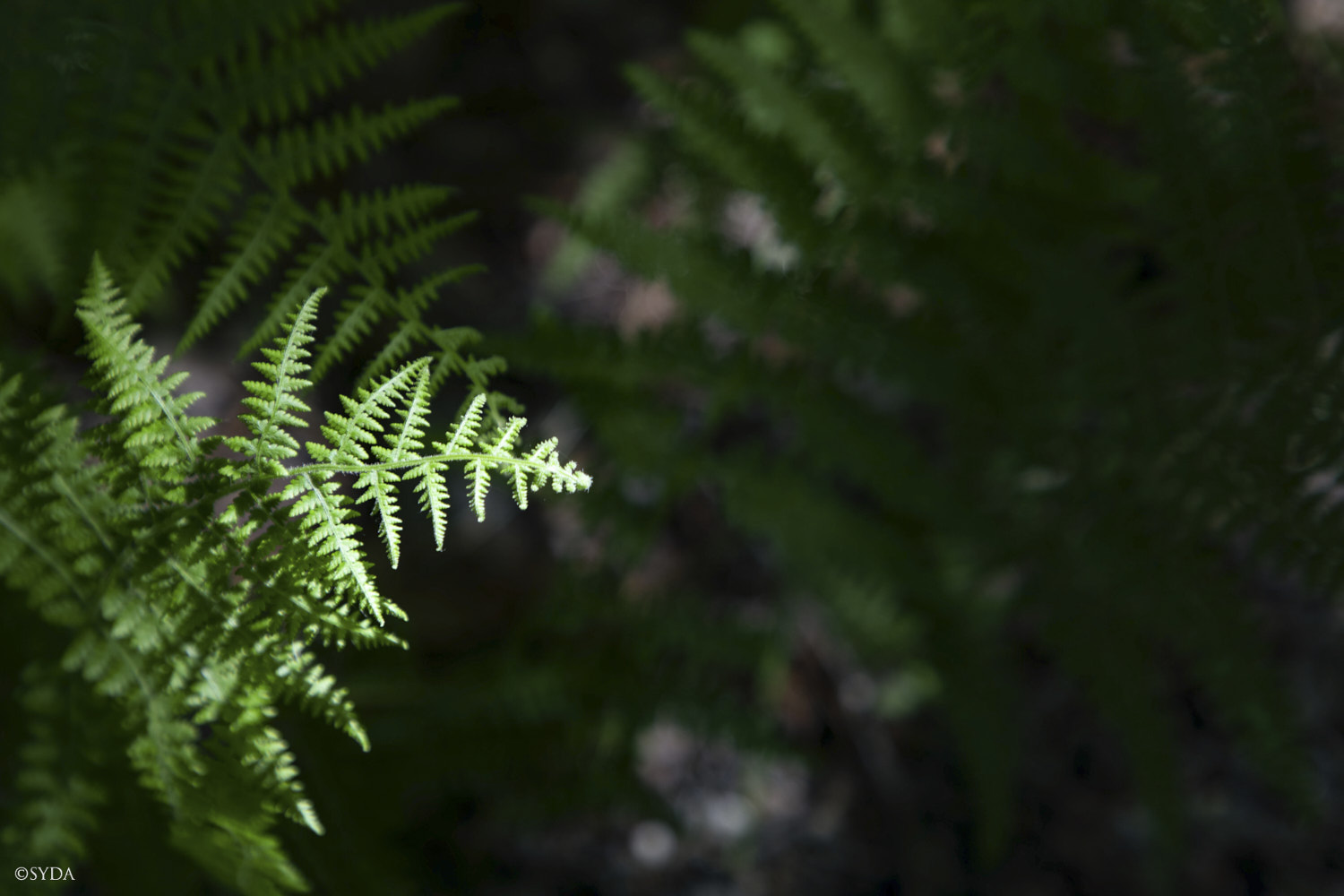 Nature Image