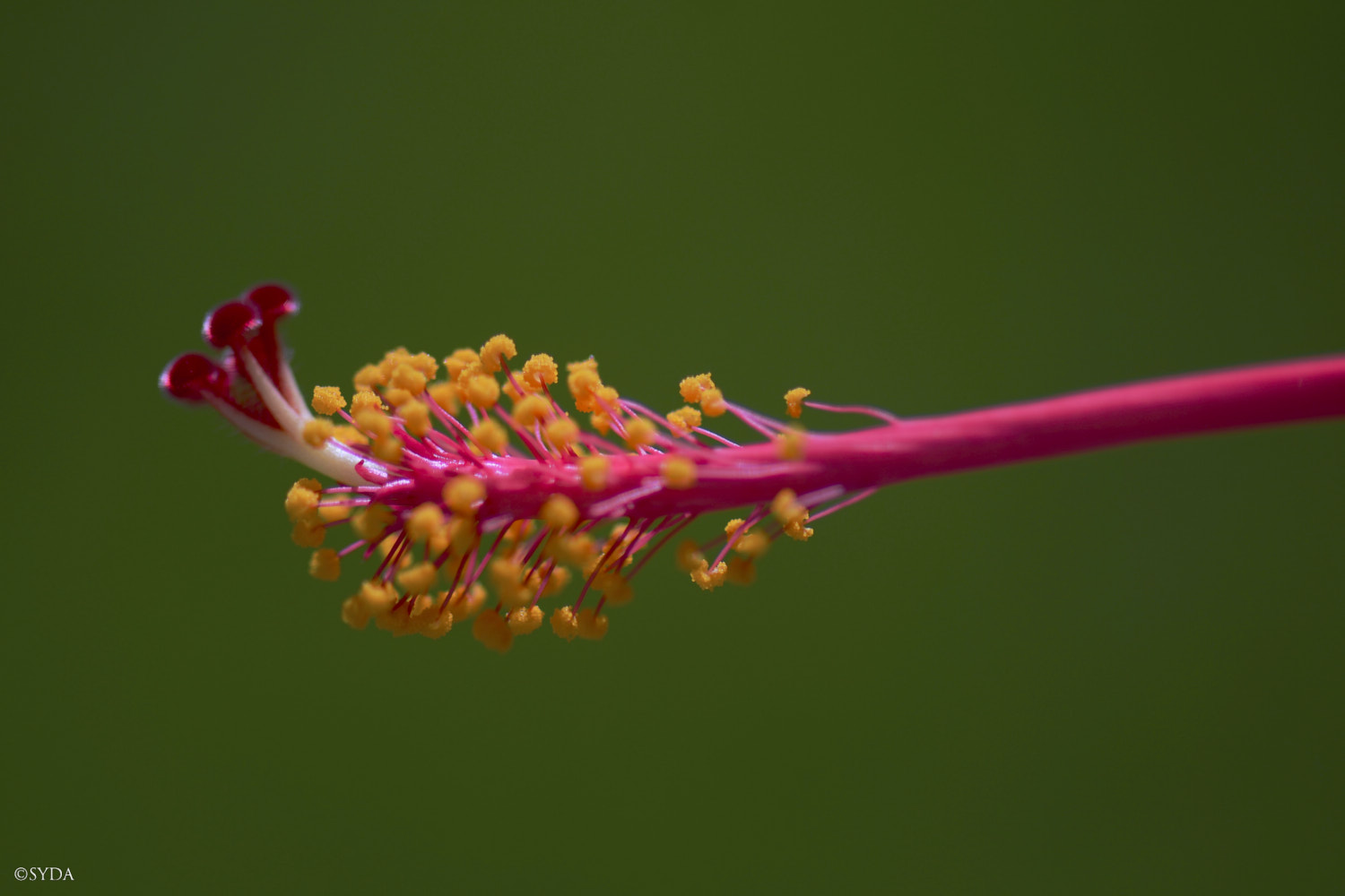 Nature Image