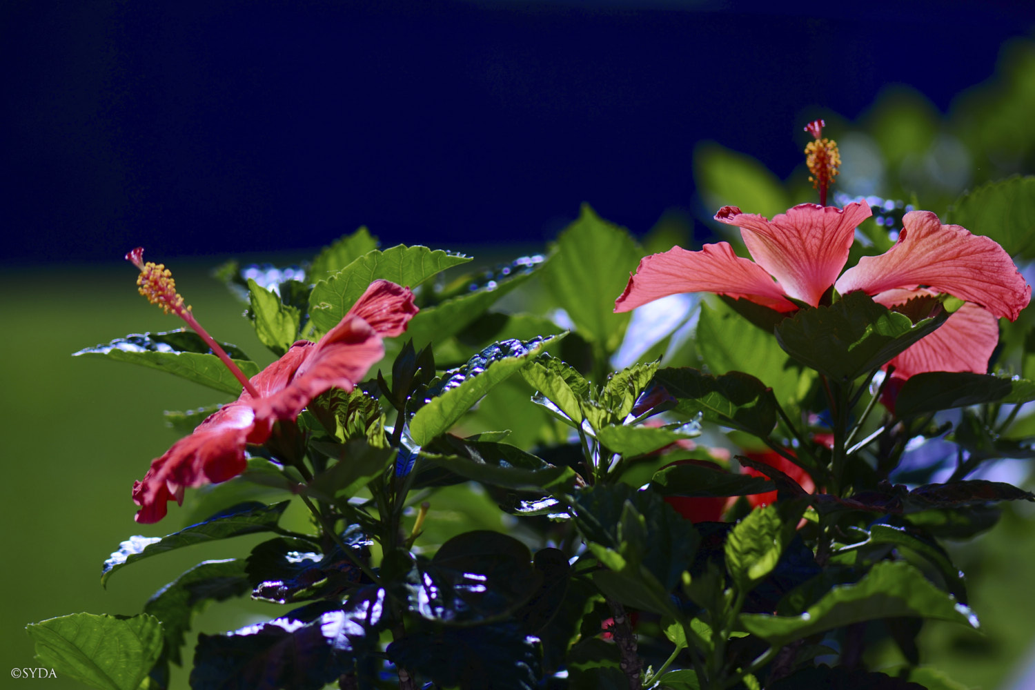 Nature Image