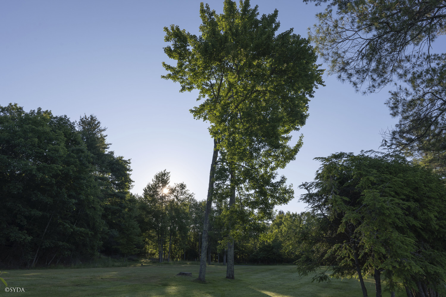 Nature Image