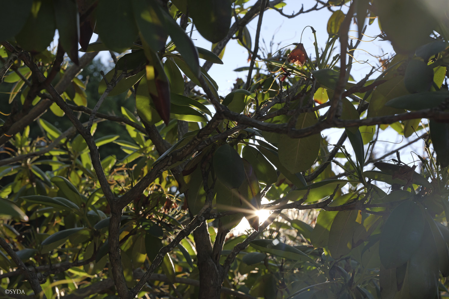 Nature Image