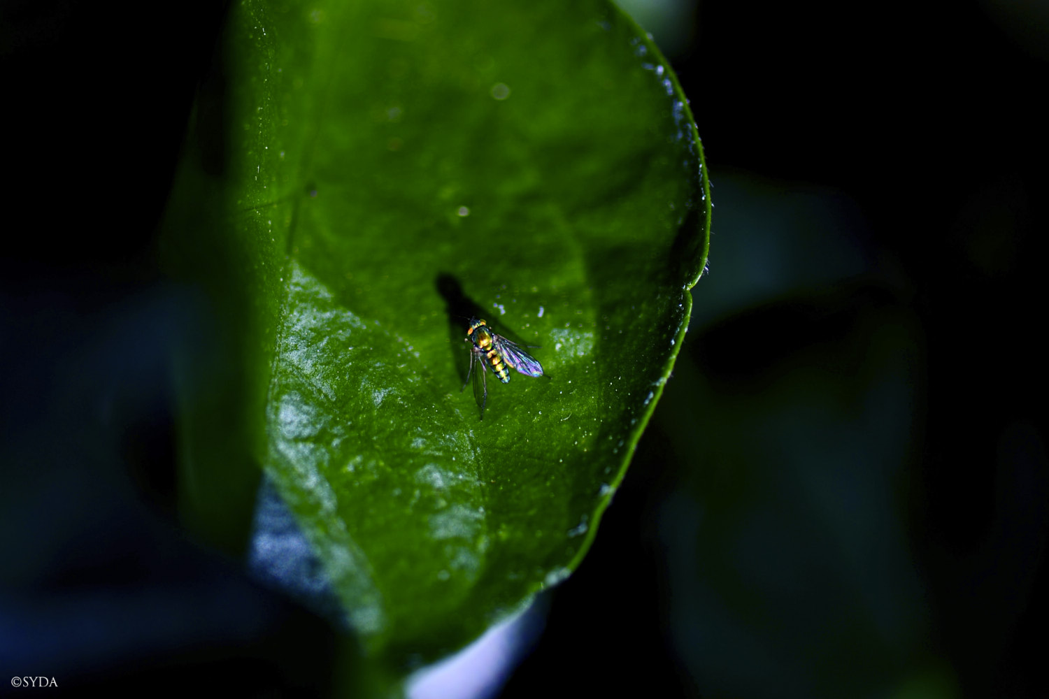 Nature Image