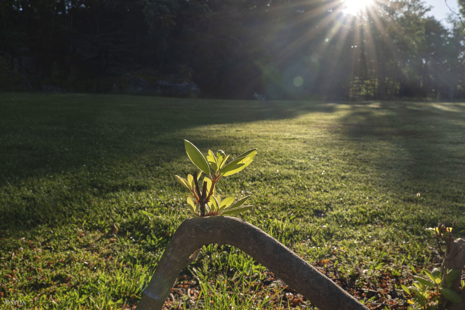 Nature Image