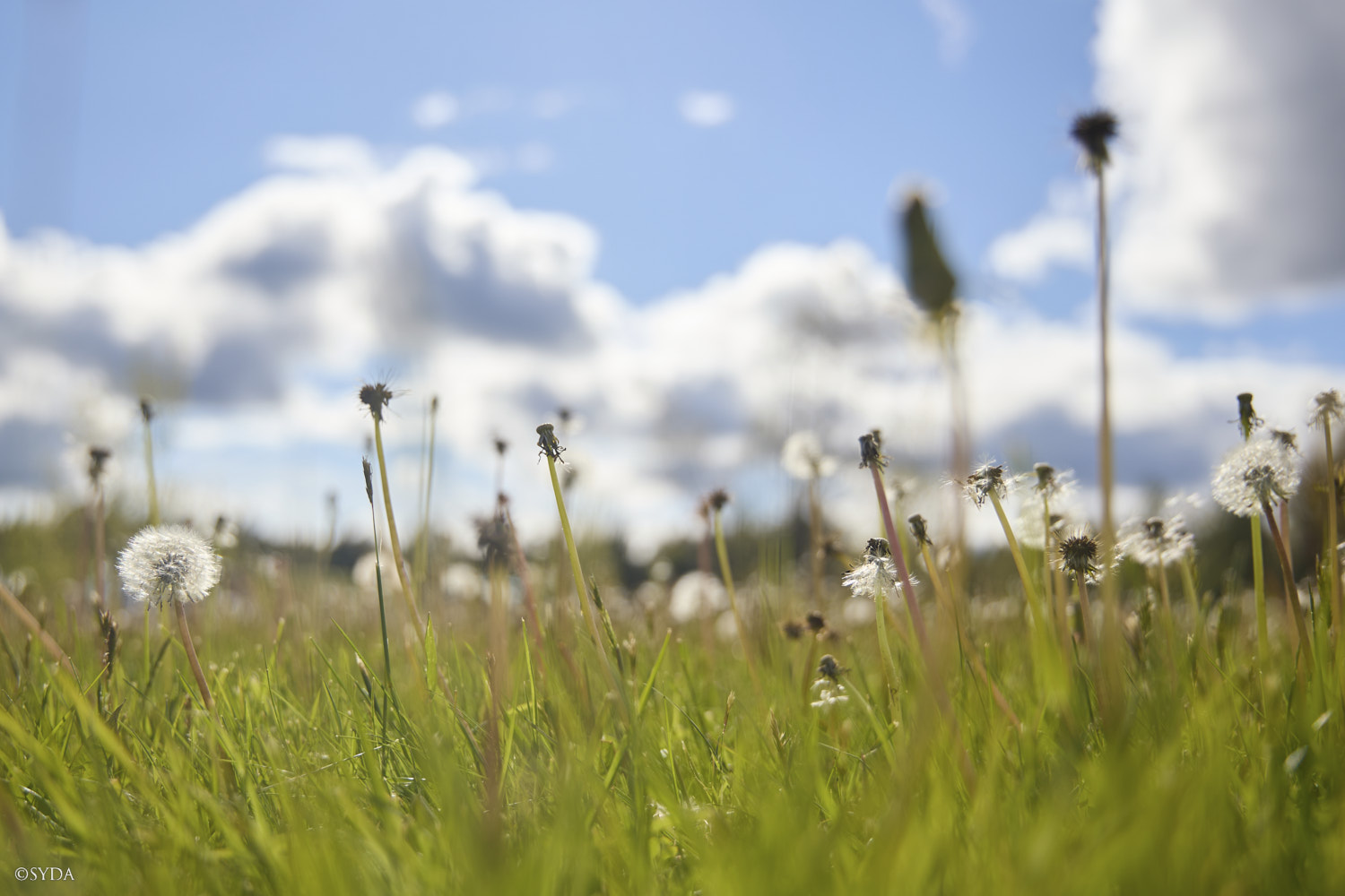 Nature Image