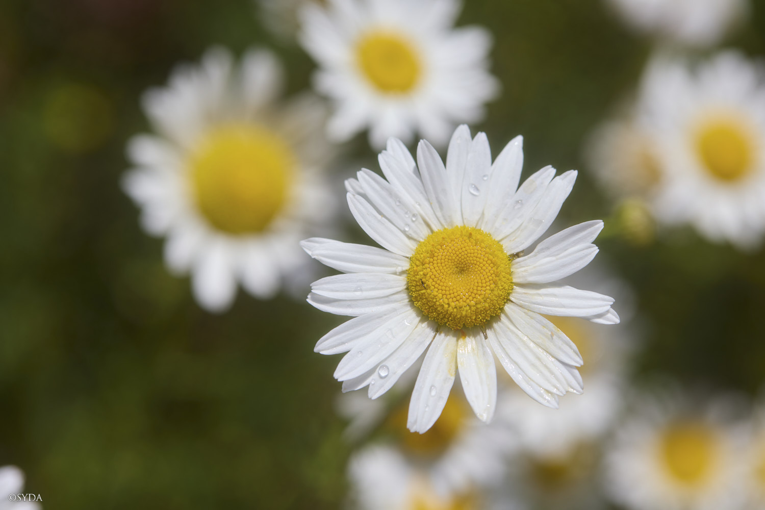 Nature Image
