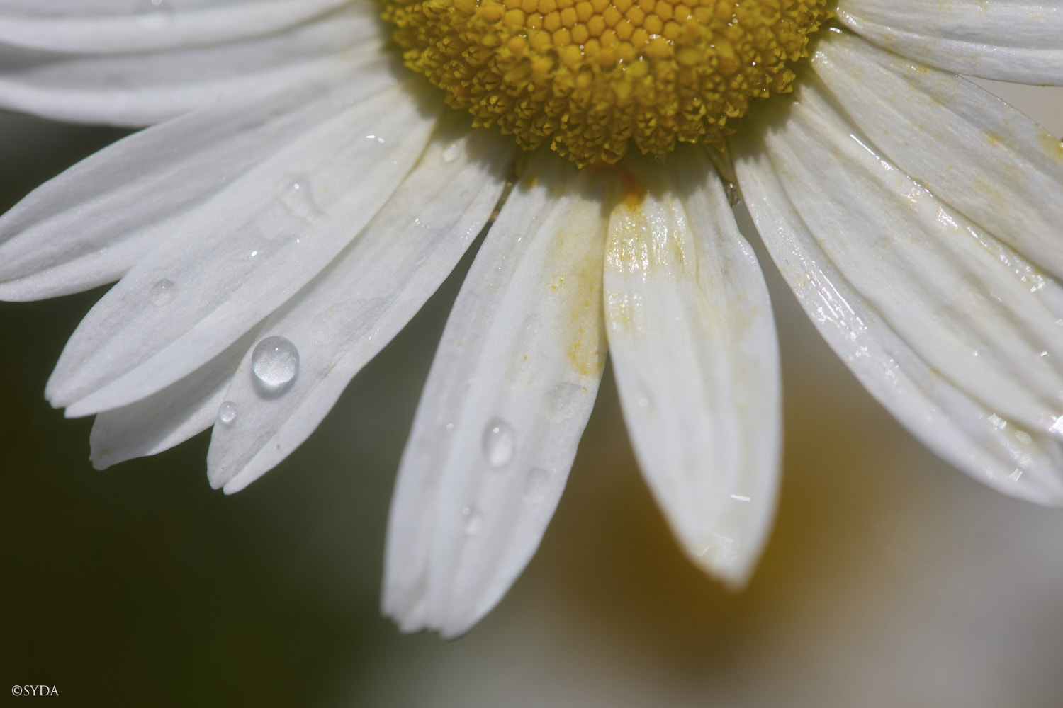 Nature Image