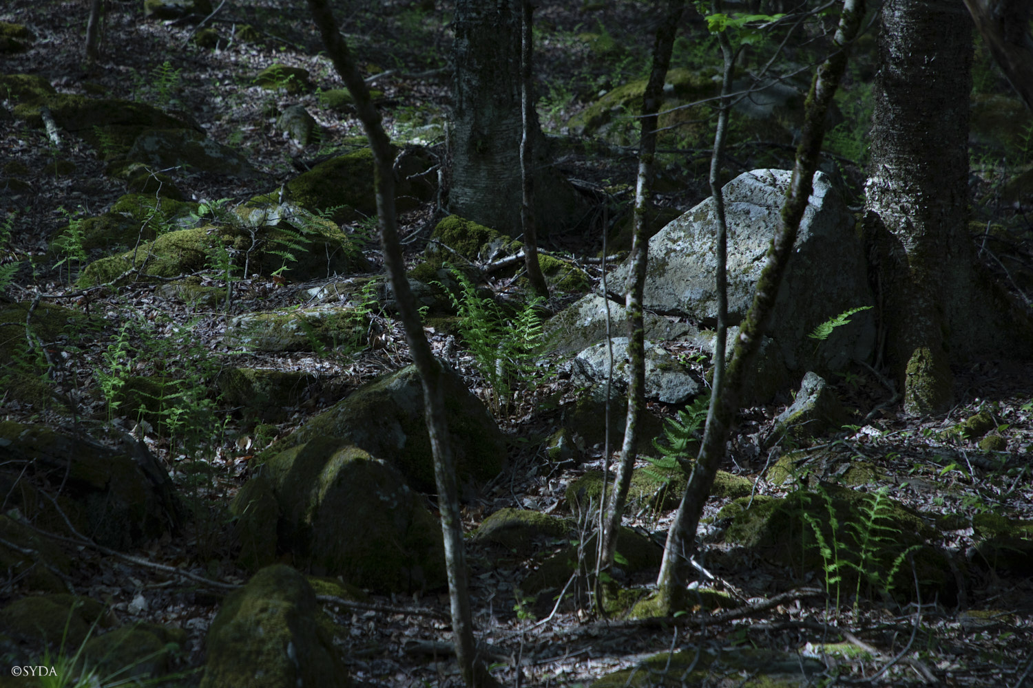 Nature Image