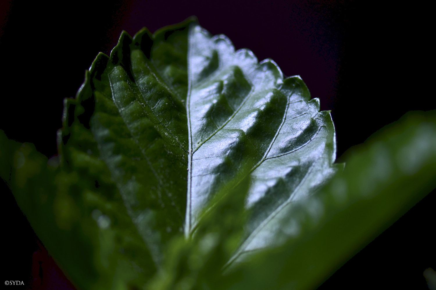 Nature Image