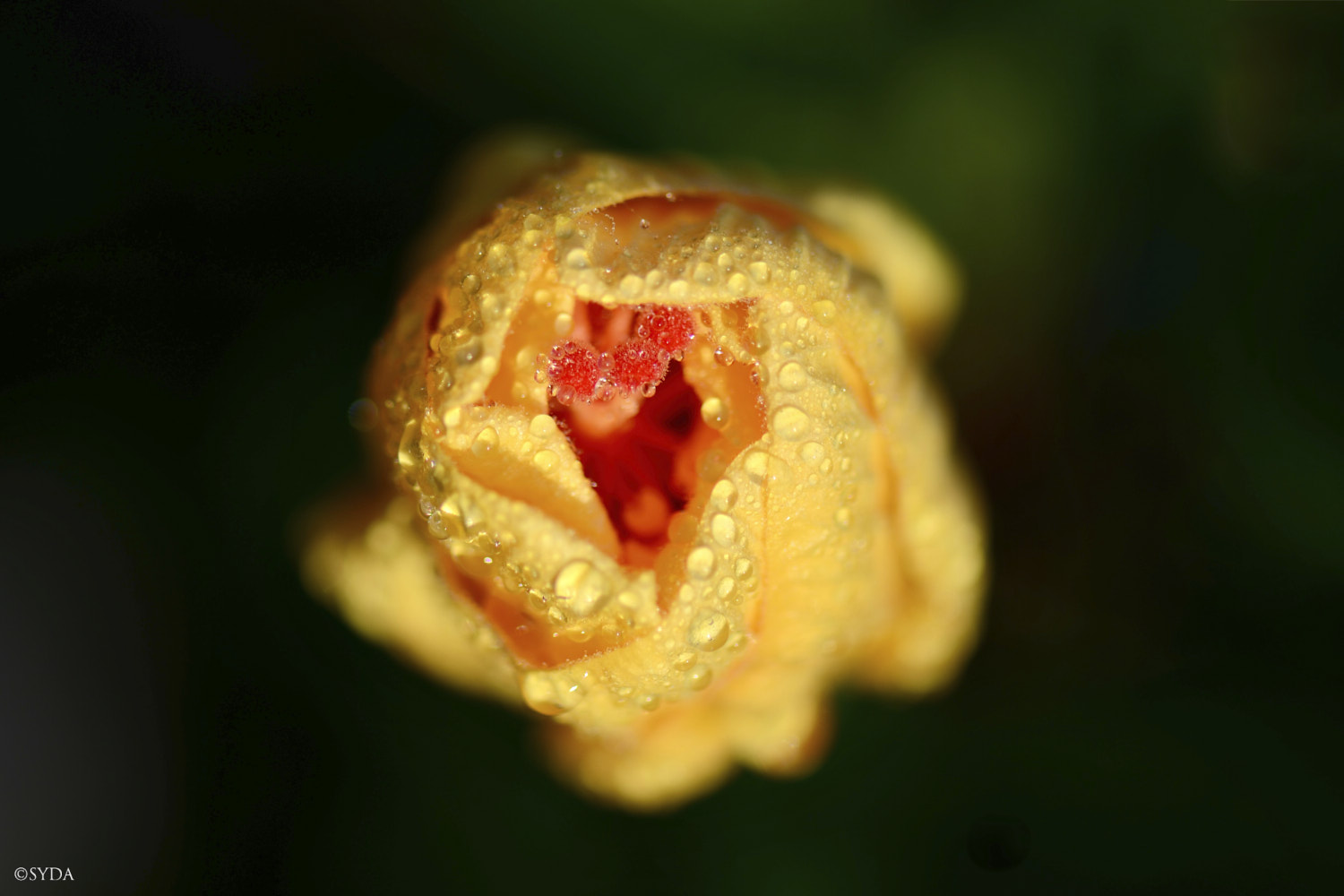 Nature Image