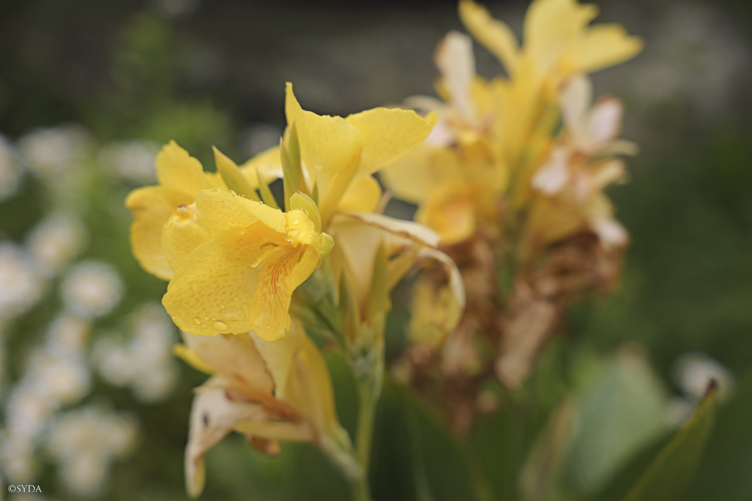 Nature Image