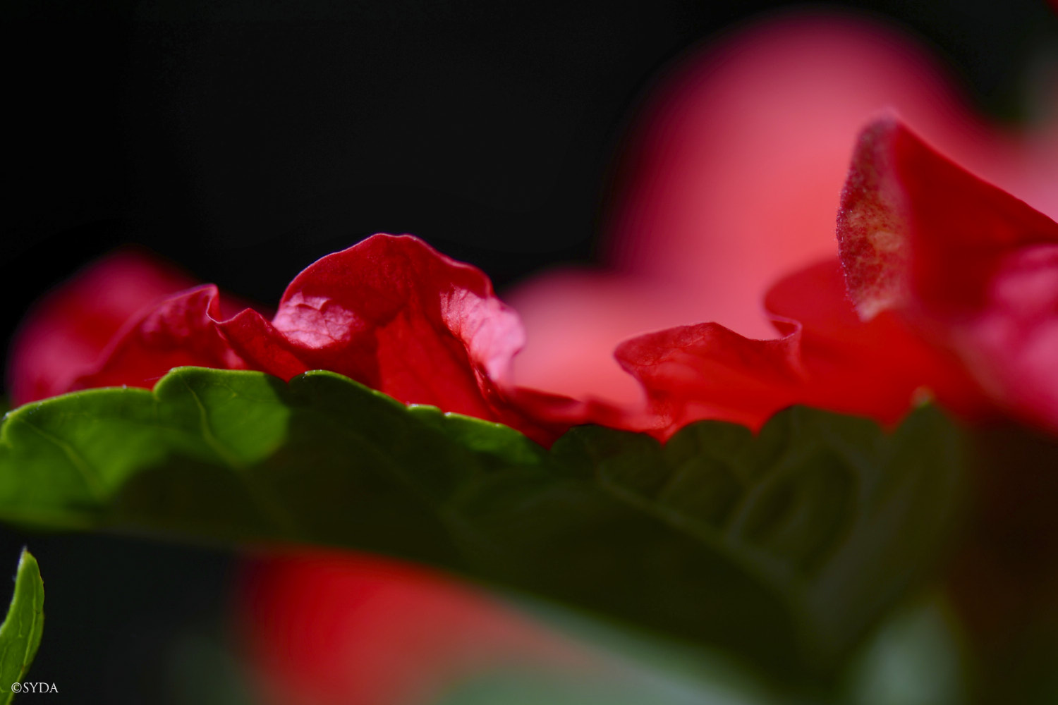 Nature Image