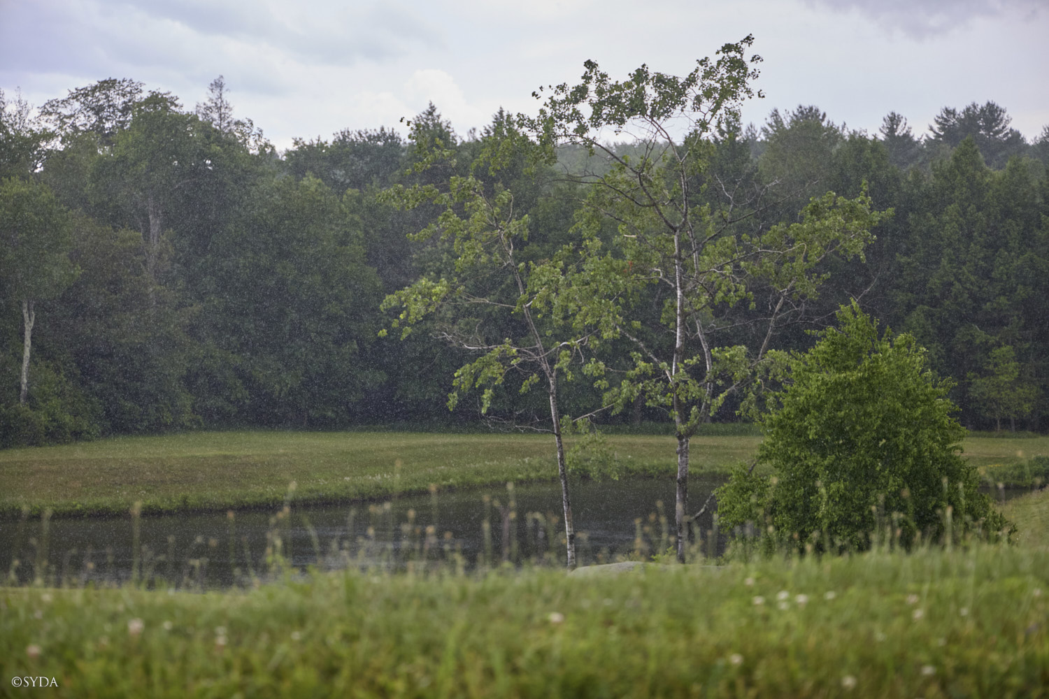 Nature Image