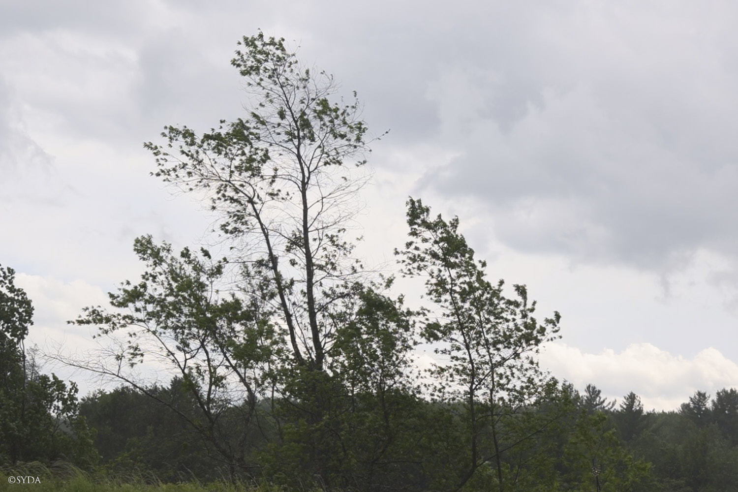 Nature Image
