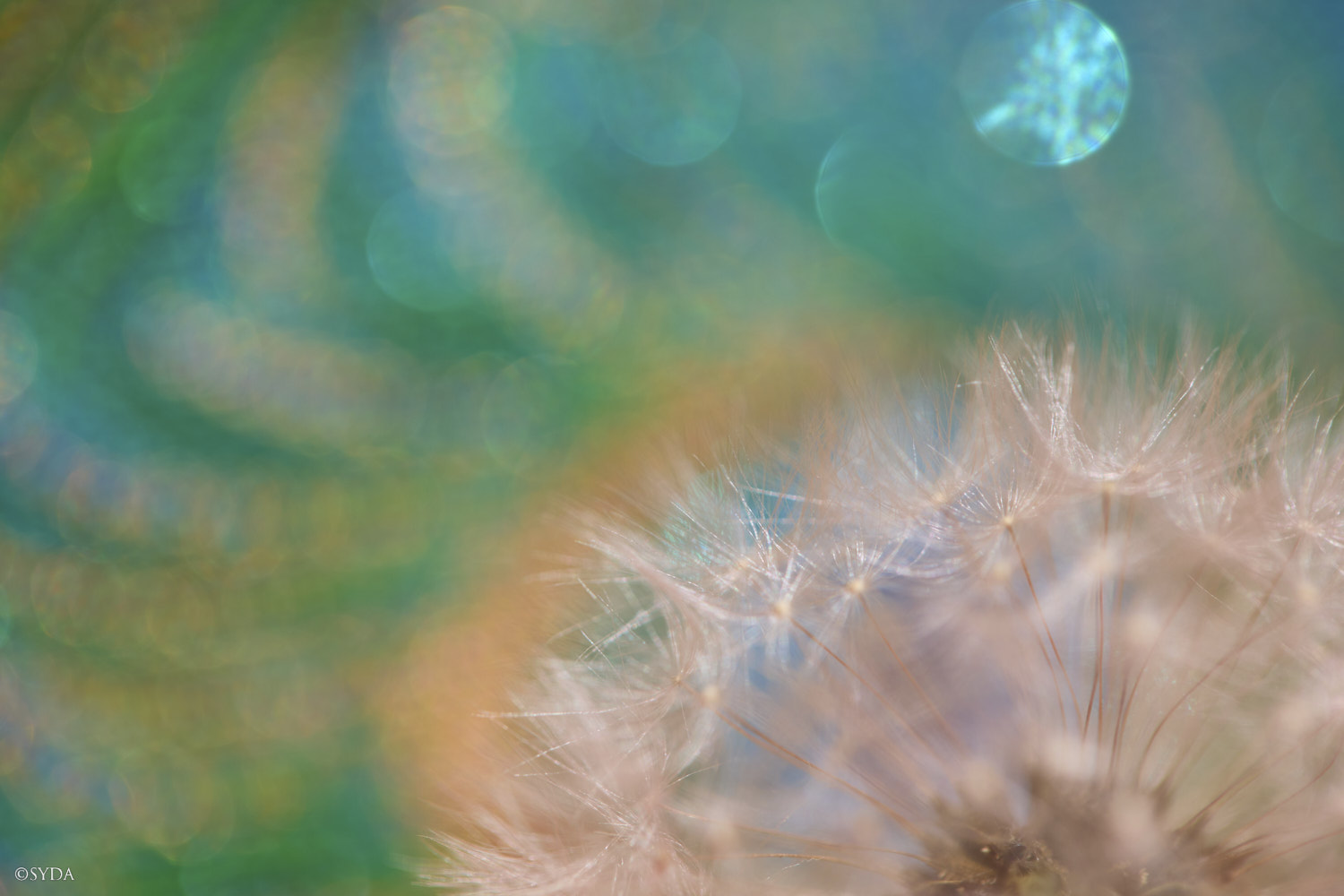 Nature Image