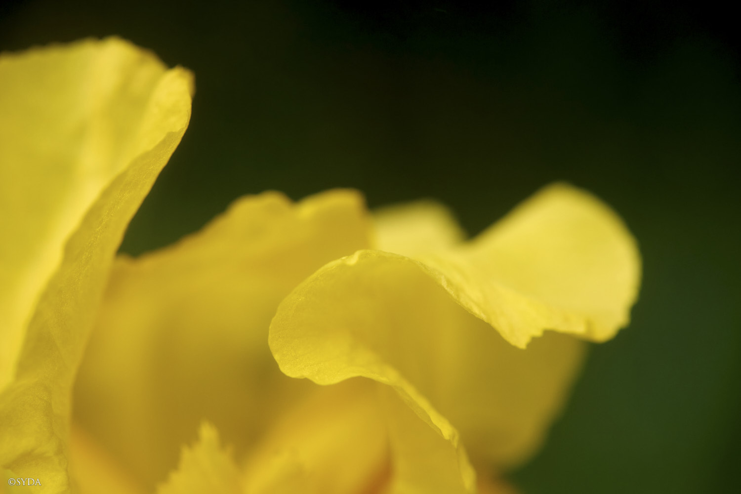 Nature Image