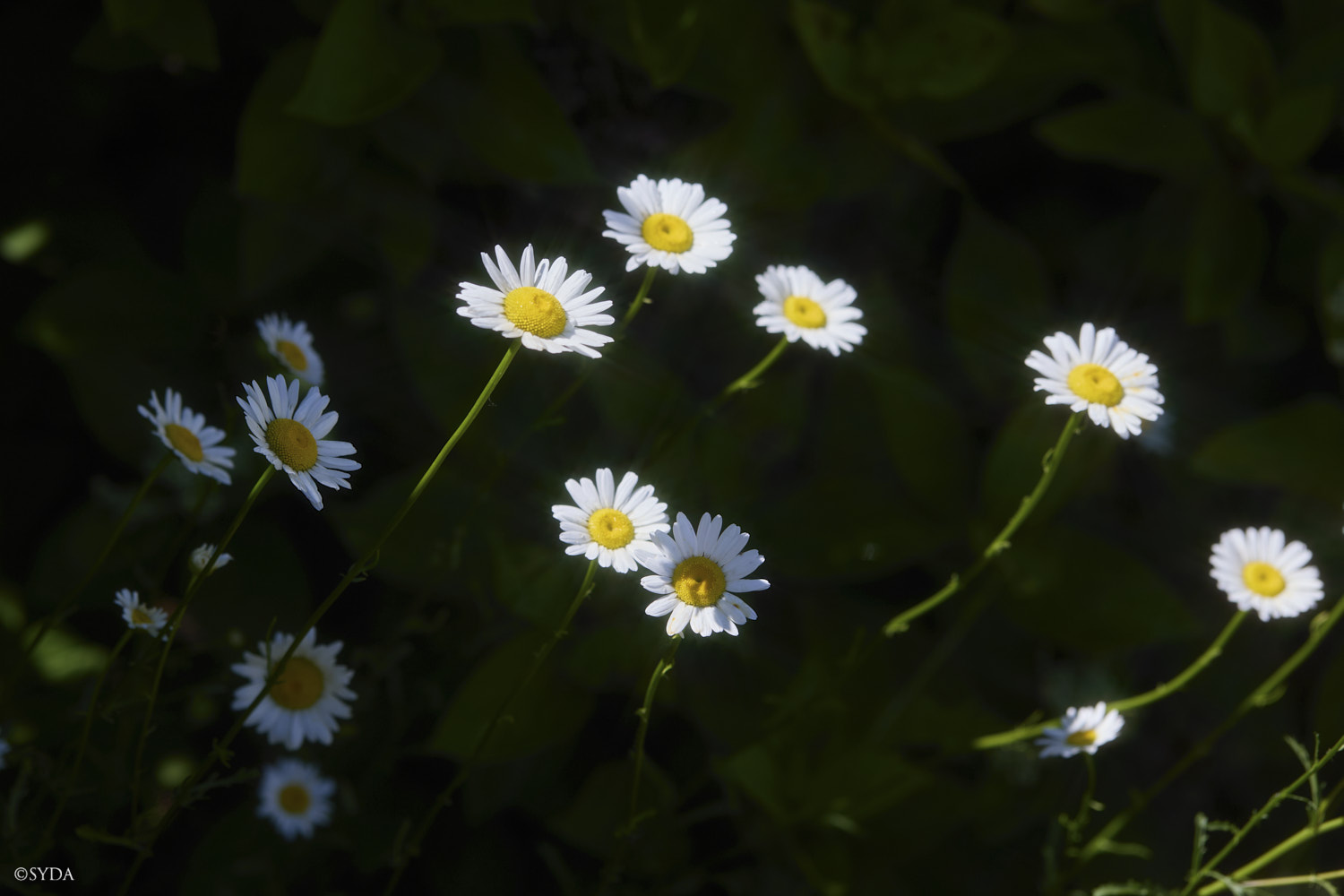 Nature Image